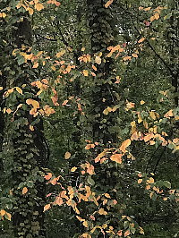紅葉のはじまり