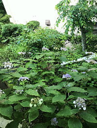真夏の紫陽花