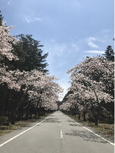 桜
