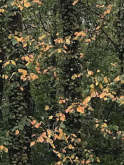 紅葉のはじまり
