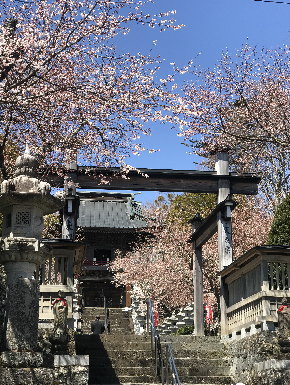 忍野の桜