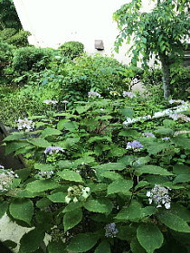 真夏の紫陽花